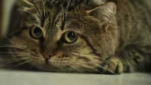 Пулверизаторът е верен асистент в възпитанието на палавите и вредните котки